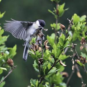 Great Tit