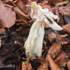 Fluted White Helvella