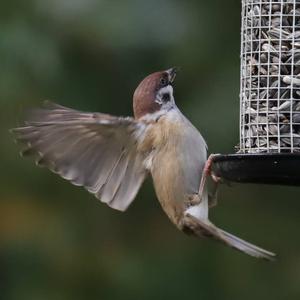 Eurasian Tree Sparrow