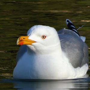 Caspian Gull