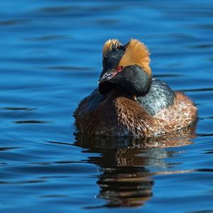 Horned Grebe