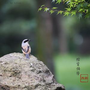 Red-backed Shrike