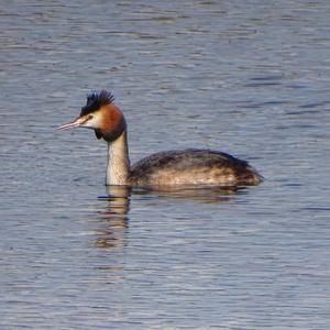 Great Crested Grebe