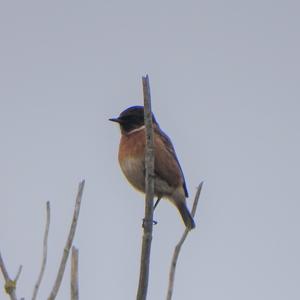 European stonechat