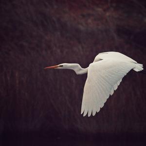 Great Egret