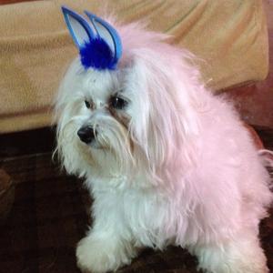 Unknown Breed