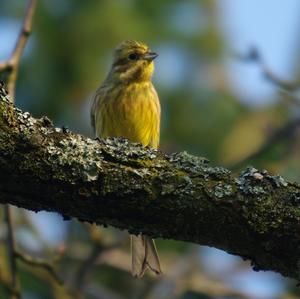 Yellowhammer