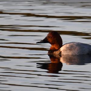 Common Pochard