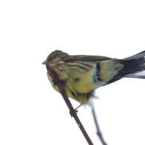 Yellowhammer