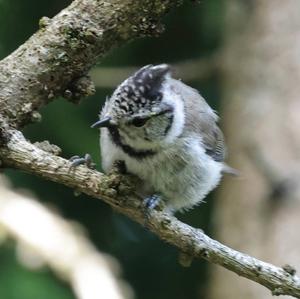 Crested Tit