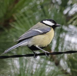 Great Tit