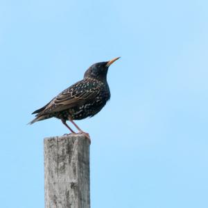 Common Starling