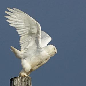 Snowy Owl