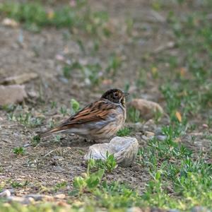 Reed Bunting