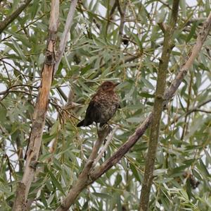 Eurasian Blackbird