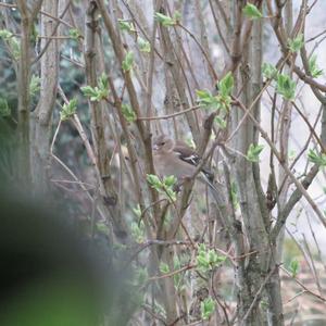 Eurasian Chaffinch