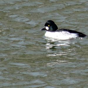 Common Goldeneye