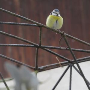 Blue Tit