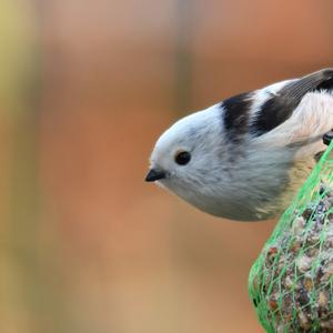 Long-tailed Tit