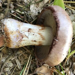 Scaly Wood Mushroom