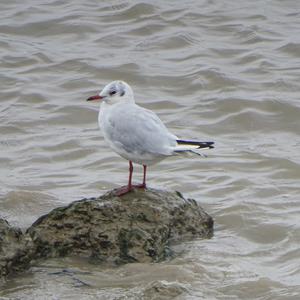 Black-headed Gull