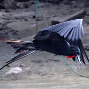 Magnificent Frigatebird