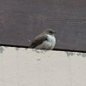 Eurasian Crag-martin