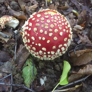 Fly Agaric