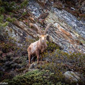 Alpine Ibex