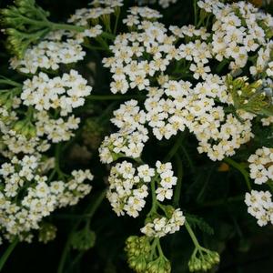 Yarrow (Common)