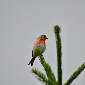 Eurasian Linnet