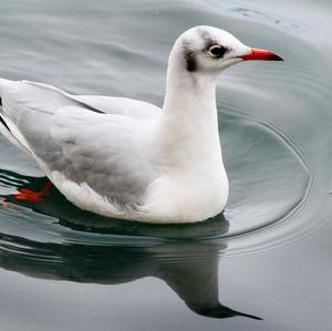 Black-headed Gull