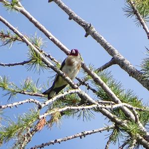 European Goldfinch