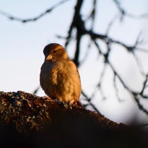 House Sparrow