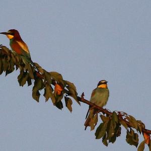 European Bee-eater