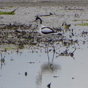 Pied Avocet