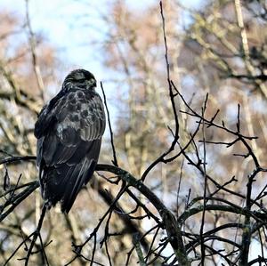 Common Buzzard