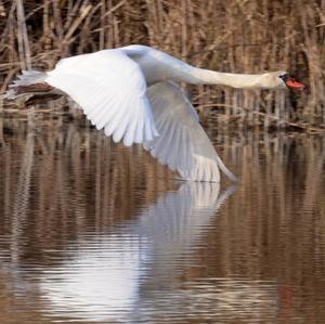 Mute Swan