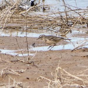 Meadow Pipit