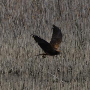 Western Marsh-harrier