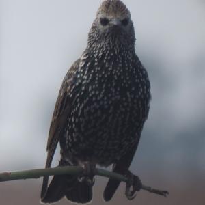 Common Starling