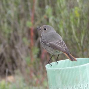 Black Redstart