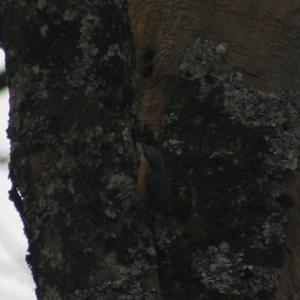 Wood Nuthatch