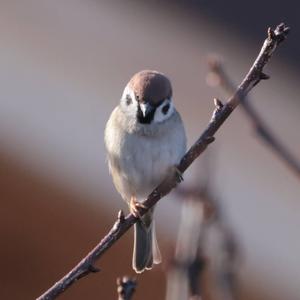 Eurasian Tree Sparrow