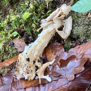 Fluted White Helvella