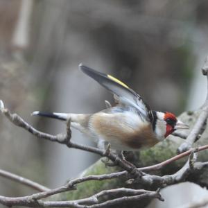 European Goldfinch