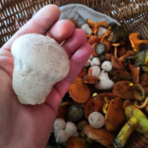 Pestle-shaped Puffball