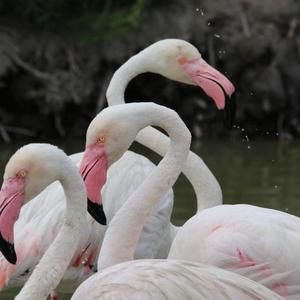 Greater Flamingo