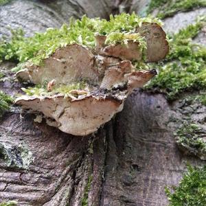 Tinder Polypore