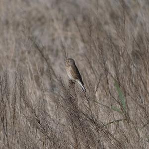 Eurasian Linnet